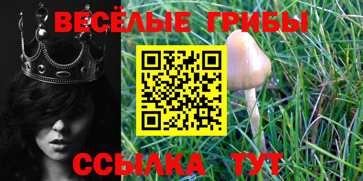 Псилоцибиновые грибы Cubensis Нижний Новгород